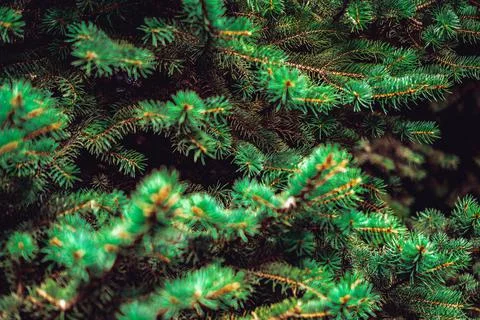 Pine tree branches close up. Christmas background Stock-Fotos