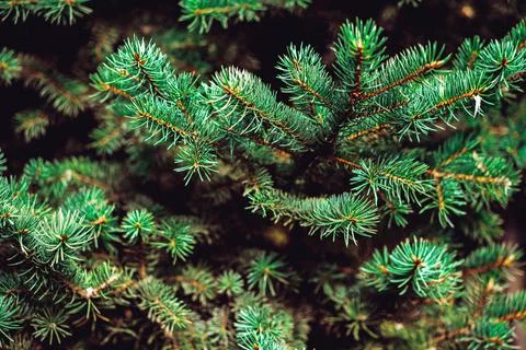 Pine tree branches close up. Christmas background Stock-Fotos