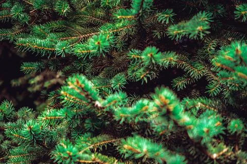 Pine tree branches close up. Christmas background Fotos de archivo