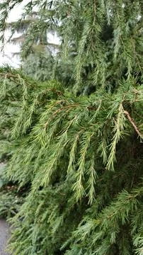 Pine tree branches close-up. Green coniferous background Stock Photos