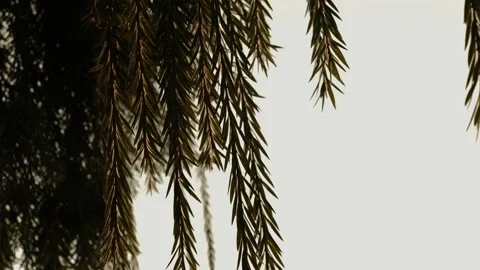 Pine tree branches close-up on a white background with space for text Stock Footage 230583736