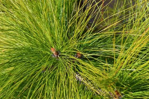Pine tree branches closeup background Stock Photos