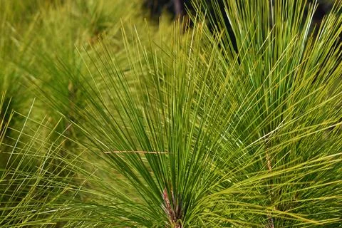 Pine tree branches closeup background Stock Photos