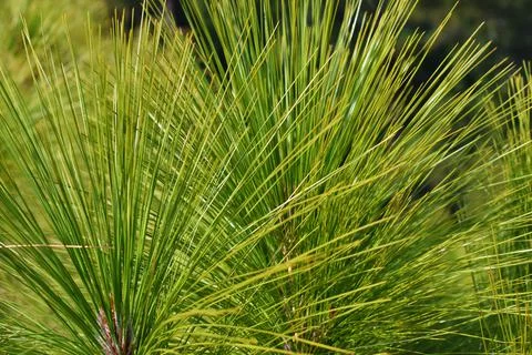 Pine tree branches closeup background Stock Photos