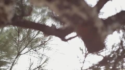 Pine Tree Branches Closeup Stock Footage 301410044