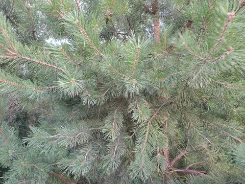 Pine tree branches closeup Stock Photos