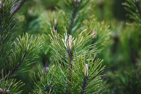 Pine tree branches closeup, Shrub mountain pine, Pinus mugo in spring Stock-Fotos