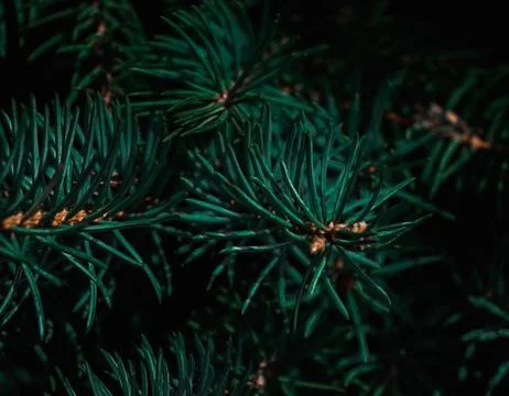 Pine Tree branches, cold weather Stock Photos