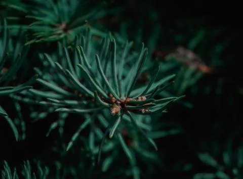Pine Tree branches, cold weather Stock Photos