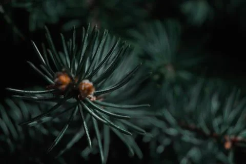 Pine Tree branches, cold weather Stock Photos