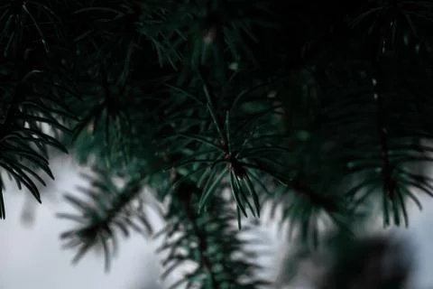 Pine Tree branches, cold weather Stock Photos