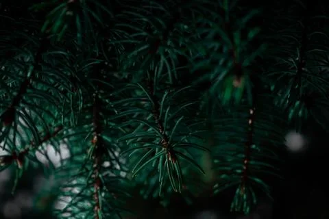 Pine Tree branches, cold weather Stock Photos