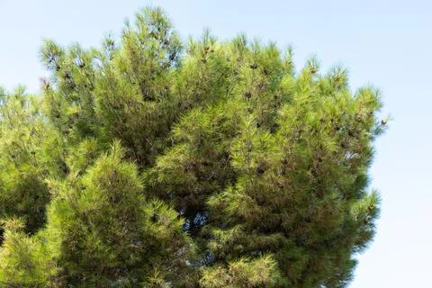 Pine Tree Branches with Cones Against Blue Sky Stock Photos
