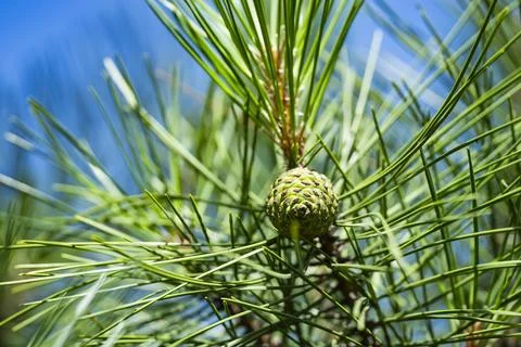 Pine Tree Branches with Cones against Blue Sky 스톡 사진