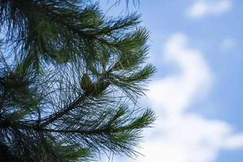 Pine Tree Branches with Cones against Blue Sky Stock Photos