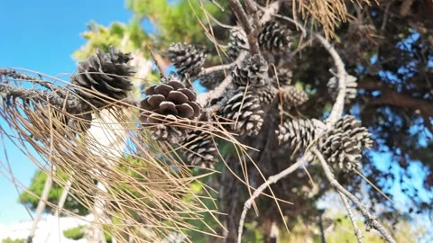 Pine Tree Branches With Cones Blue Sky Background Stock Footage 335717563