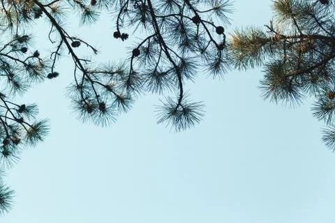 Pine tree branches with cones on blue sky Foto stock