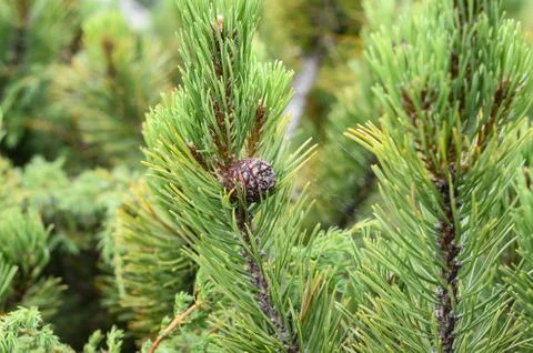 Pine tree branches with cones close up. Stock Photos