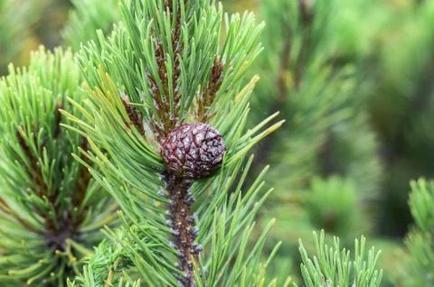 Pine tree branches with cones close up. Stock Photos