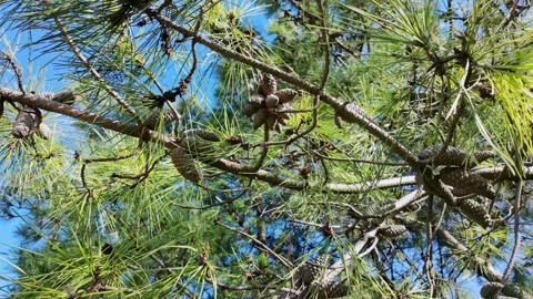 Pine Tree Branches With Cones Closeup Stock Footage 344047028