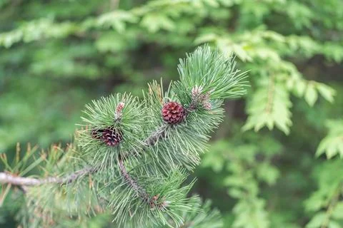Pine tree branches with cones during summer in the forest Stock Photos