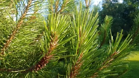 Pine tree branches with cones Stock Footage 245906996