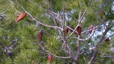 Pine Tree Branches with Cones Stock Footage 267030727