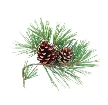 Pine tree branches with cones isolated on white background Stock Photos