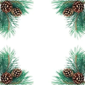 Pine tree branches with cones isolated on white background Stock Photos