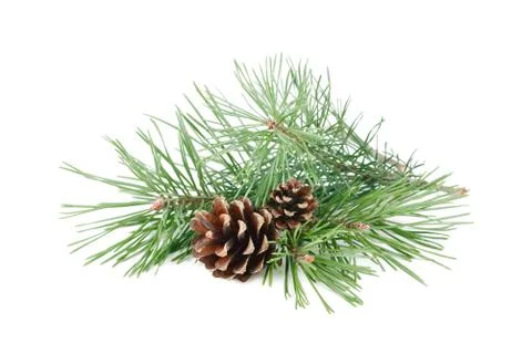 Pine tree branches with cones isolated on white background. Stock Photos