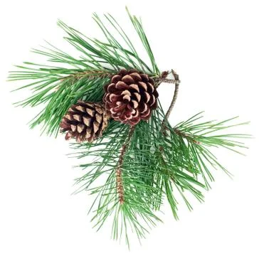 Pine tree branches with cones isolated on white background. Top view, flat lay Stock Photos
