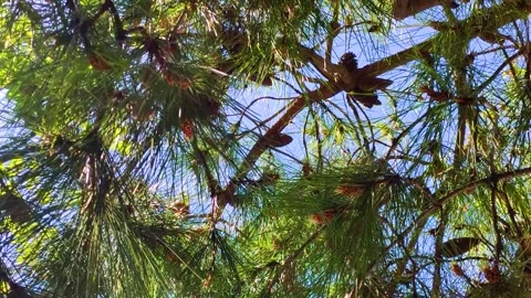 Pine Tree Branches with Cones Looking Up at Blue Sky Nature Stock Footage Stock Footage 346494746