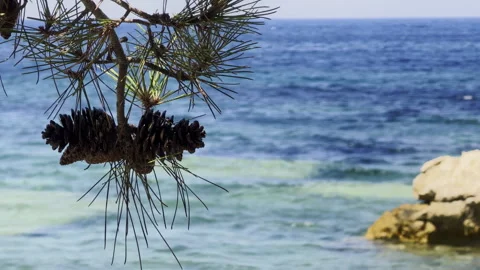 Pine Tree Branches With Cones Over Blue Sea Water Stock Footage 340900693
