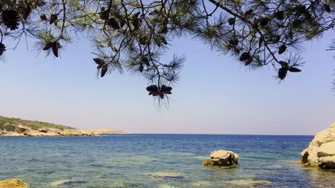 Pine Tree Branches With Cones Over Blue Sea Water Stock Footage 340900712