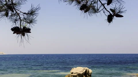 Pine Tree Branches With Cones Over Blue Sea Water Stock Footage 340900750