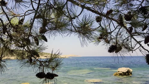 Pine Tree Branches With Cones Over Blue Sea Water Stock Footage 340900807