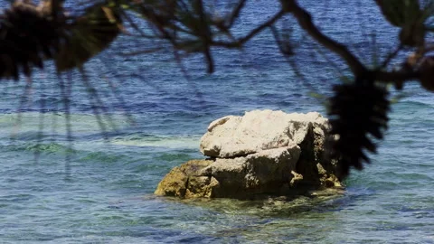 Pine Tree Branches With Cones Over Blue Sea Water Stock Footage 340900813