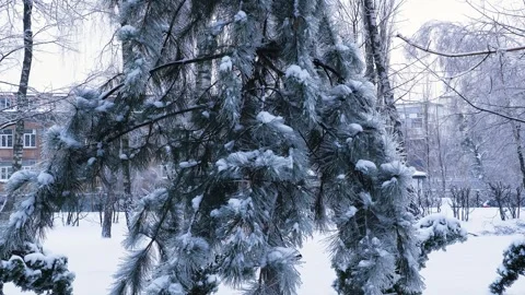 Pine tree branches covered in frost and ice in a snowy winter park Stock Footage 327533770