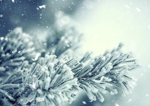 Pine tree branches covered frost in snowy atmosphere 写真素材