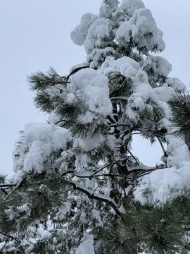 Pine tree branches covered with heavy snow in winter Foto stock