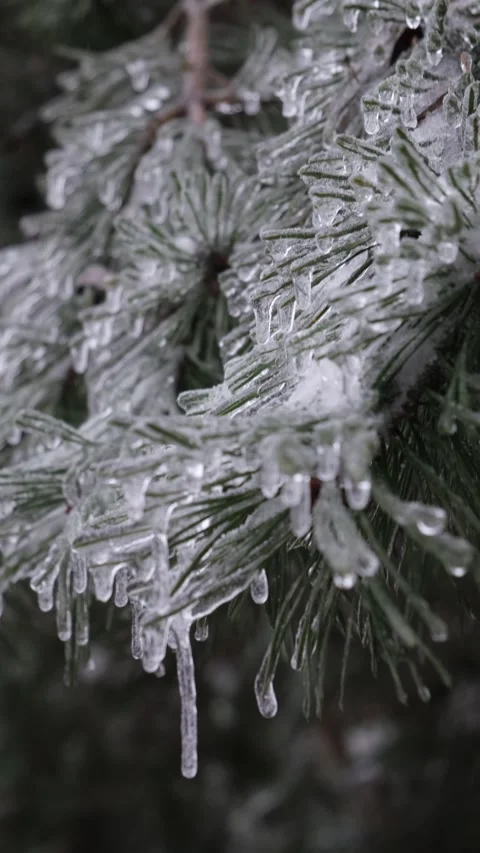 Pine tree branches covered with ice after frozen rain storm Stock Footage 228861314