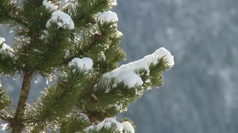 Pine Tree Branches Covered With Snow Video stock 10748037