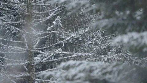 Pine tree with branches covered in snow Stock Footage 83866374