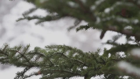 Pine tree with branches covered in snow Video stock 84506011