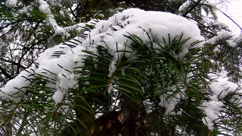 Pine tree branches covered with snow during winter day. Stock Footage 207547514