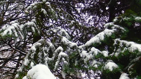 Pine tree branches covered with snow during winter day. Stock Footage 207549764
