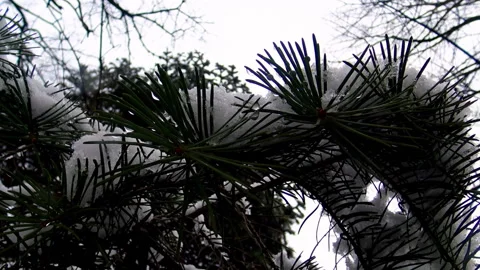Pine tree branches covered with snow during winter day. Video stock 207553958
