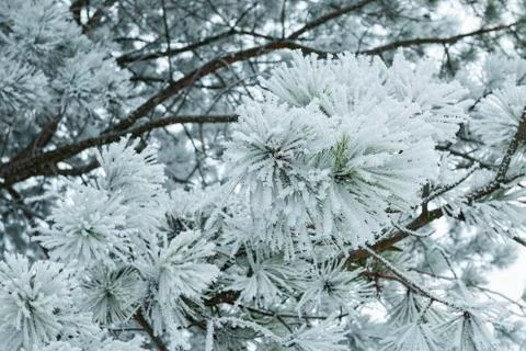 Pine tree branches covered with snow. Stock Photos