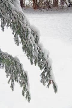 Pine Tree Branches Covered in Snow Stock Photos