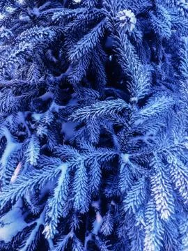 Pine tree branches covered with snow frost in cold tones. Stock Photos